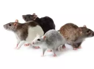 AgroXtermination Sainte-Marie, Québec – prévention et gestion des infestations de rats dans les bâtiments et granges agricoles.